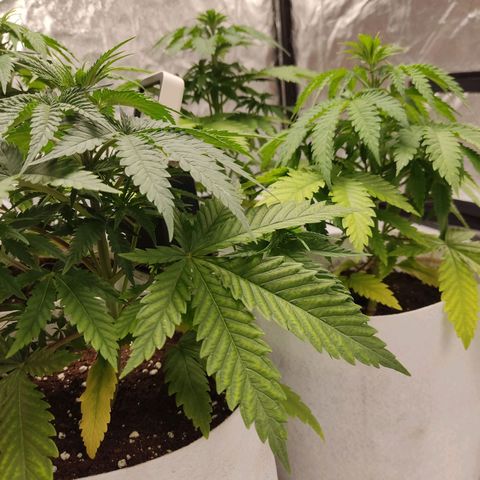 África GP I growlog timeline photo