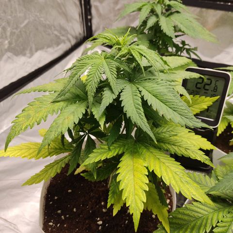 África GP I growlog timeline photo