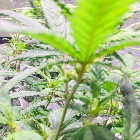 África GP I growlog timeline photo