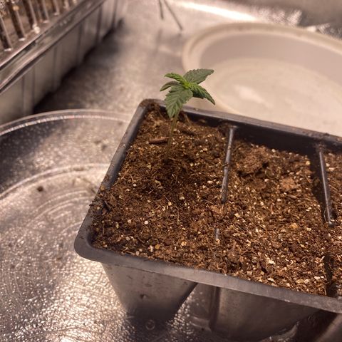 Carl Cannabis growlog timeline photo