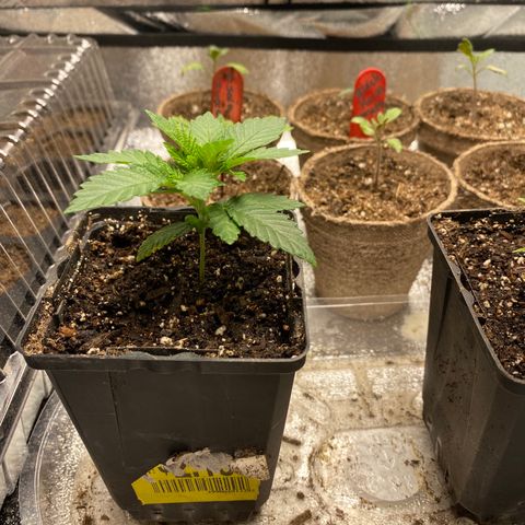 Carl Cannabis growlog timeline photo