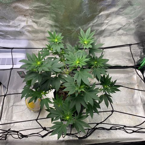 Carl Cannabis growlog timeline photo