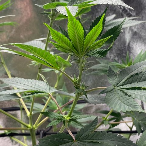 Carl Cannabis growlog timeline photo