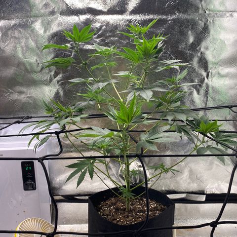 Carl Cannabis growlog timeline photo
