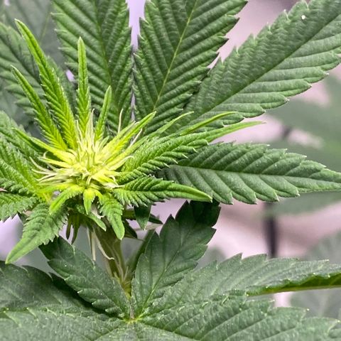 Carl Cannabis growlog timeline photo