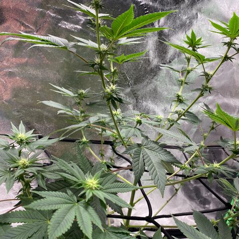 Carl Cannabis growlog photo: End of 3rd Week of flower.