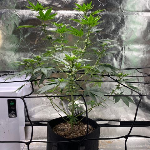 Carl Cannabis growlog photo: End of 3rd Week of flower.