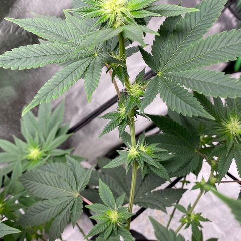 Carl Cannabis growlog photo: End of 3rd Week of flower.