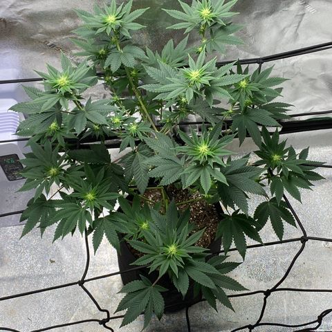 Carl Cannabis growlog timeline photo