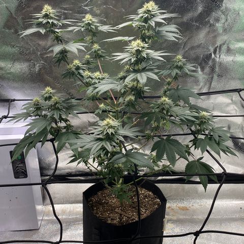 Carl Cannabis growlog timeline photo