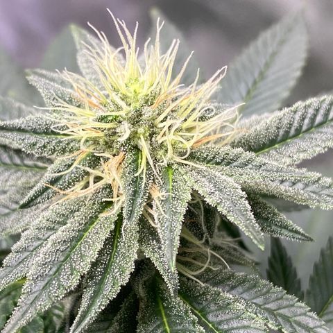 Carl Cannabis growlog timeline photo