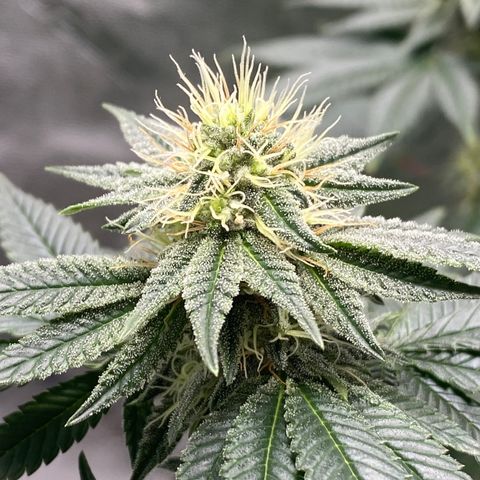 Carl Cannabis growlog timeline photo