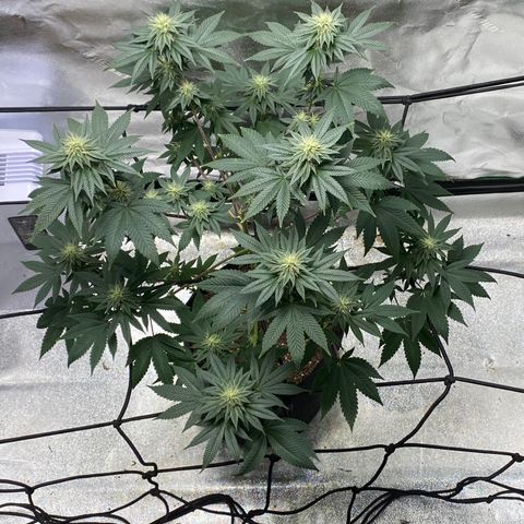 Carl Cannabis growlog timeline photo