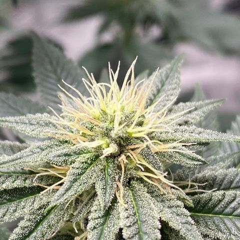 Carl Cannabis growlog timeline photo