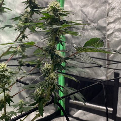 Carl Cannabis growlog timeline photo