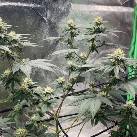 Carl Cannabis growlog timeline photo