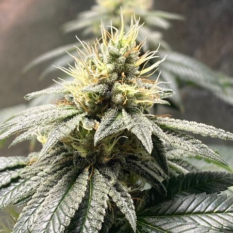 Carl Cannabis growlog timeline photo