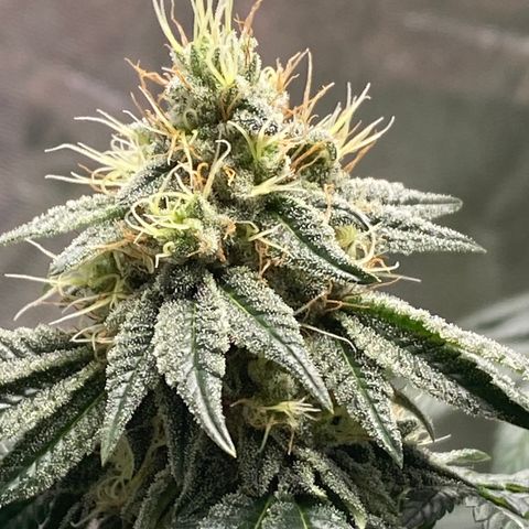 Carl Cannabis growlog timeline photo