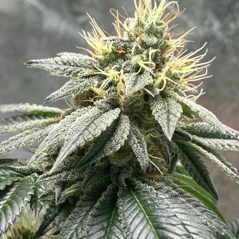 Carl Cannabis growlog timeline photo