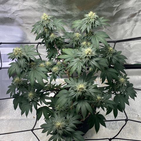 Carl Cannabis growlog timeline photo