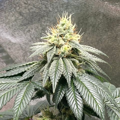 Carl Cannabis growlog timeline photo