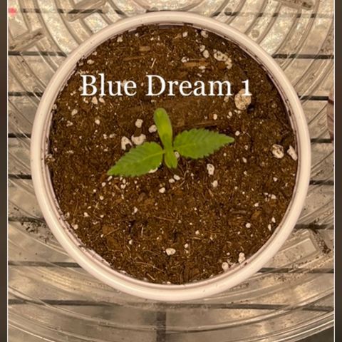 Blue Dream 1 growlog timeline photo