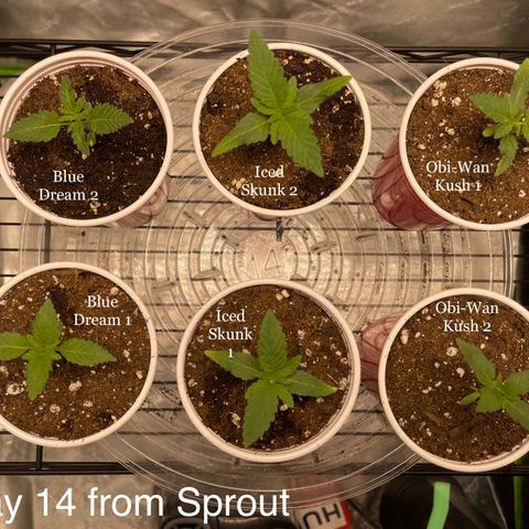 Blue Dream 1 growlog timeline photo