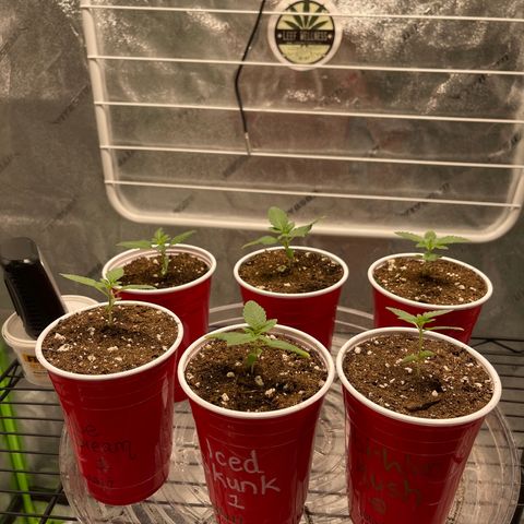 Blue Dream 1 growlog timeline photo
