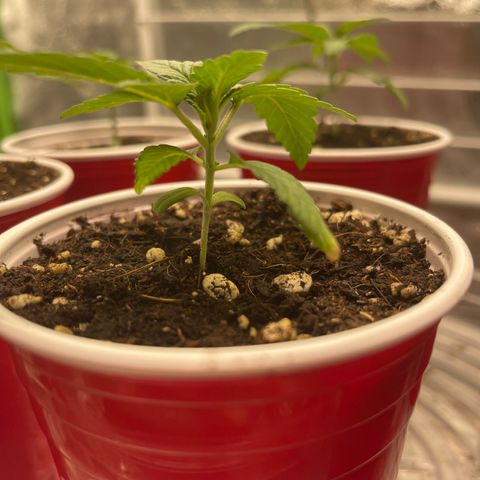 Blue Dream 1 growlog photo: Veg begins 