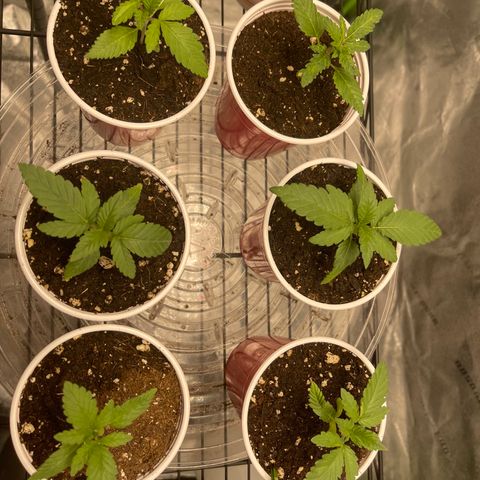 Blue Dream 1 growlog photo: Veg begins 