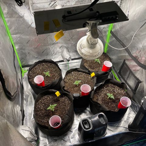 Blue Dream 1 growlog photo: I ordered a SpiderFarmer SE5000 today 👍🏻👍🏻