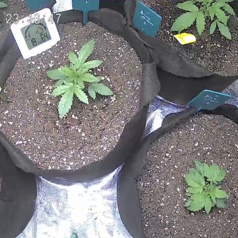 Blue Dream 1 growlog timeline photo
