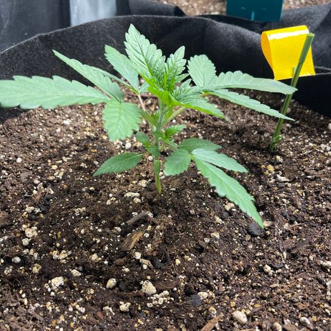 Blue Dream 1 growlog timeline photo