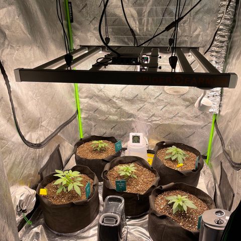 Blue Dream 1 growlog photo: Spider Farmer SE5000 is UPPPPP 👍🏻