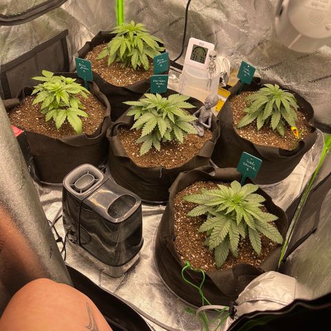 Blue Dream 1 growlog photo: 1st topping and defoliation 