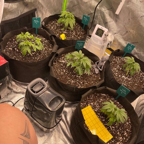 Blue Dream 1 growlog photo: 1st topping and defoliation 