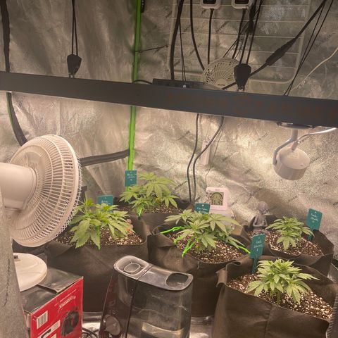 Blue Dream 1 growlog photo: Lowered the LED to 18”
