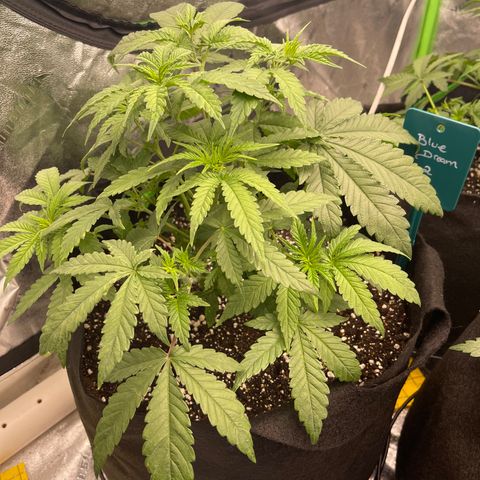 Blue Dream 2 growlog timeline photo