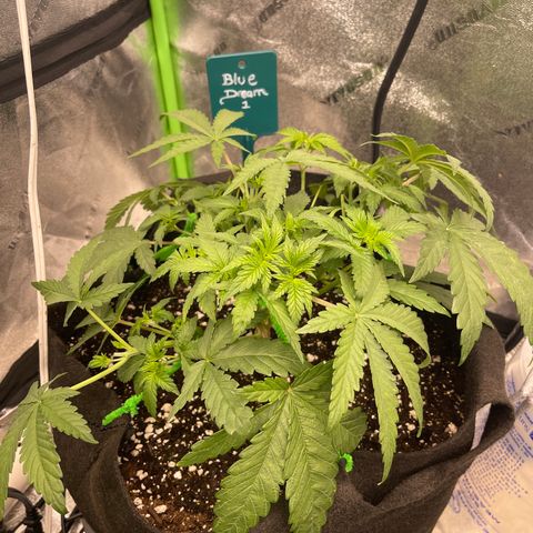 Blue Dream 1 growlog timeline photo
