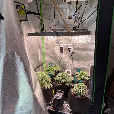 Blue Dream 1 growlog timeline photo