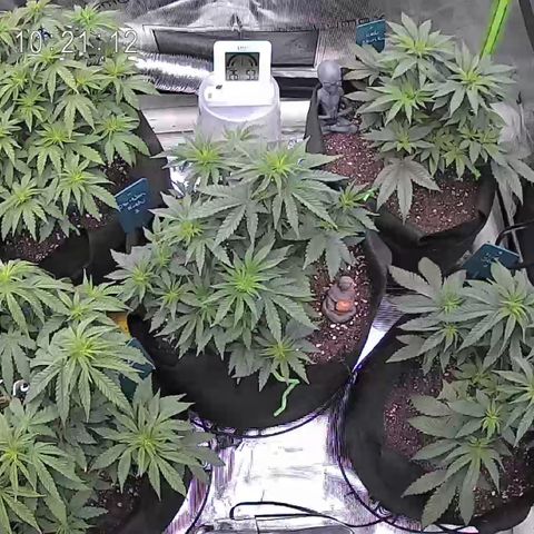 Blue Dream 1 growlog timeline photo