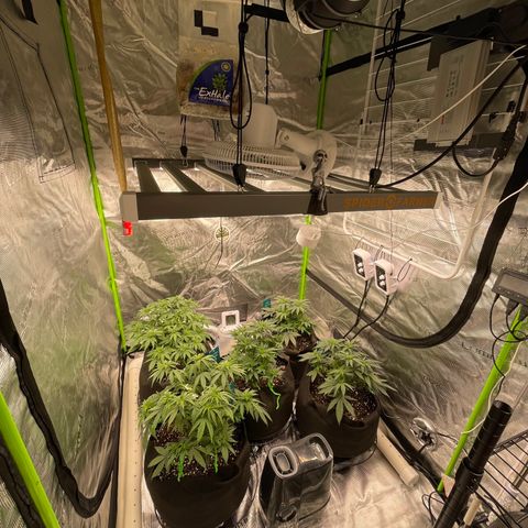 Blue Dream 1 growlog timeline photo