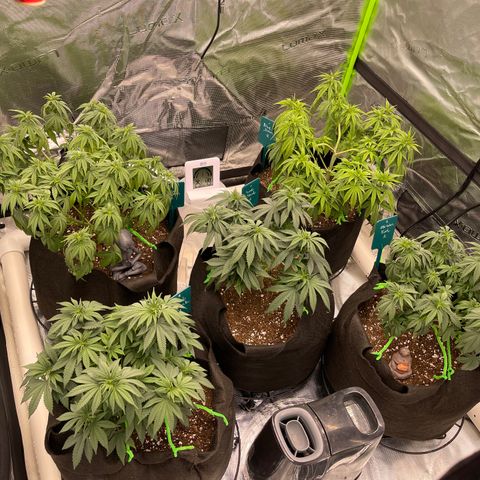 Blue Dream 1 growlog photo: Blue- Blue Dream 1
Red- Blue Dream 2
Green- Iced Skunk 1
Purple- Iced Skunk 2
API- Obi-Wan Kush 