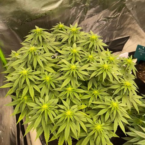 Blue Dream 1 growlog timeline photo