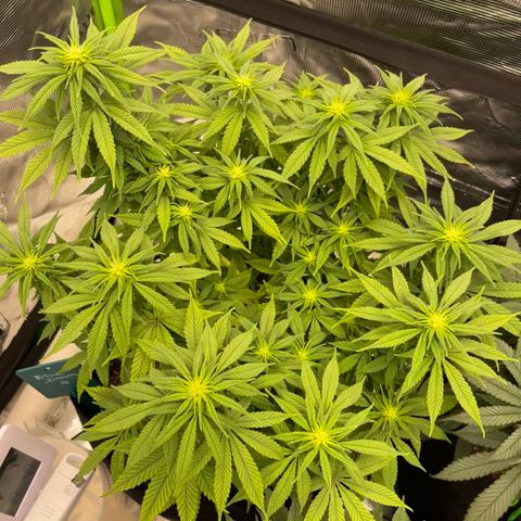 Blue Dream 2 growlog timeline photo