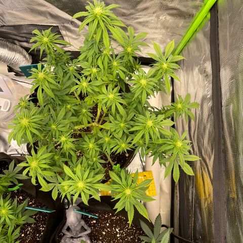 Blue Dream 2 growlog timeline photo