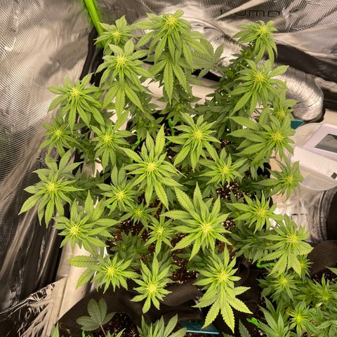 Blue Dream 1 growlog timeline photo