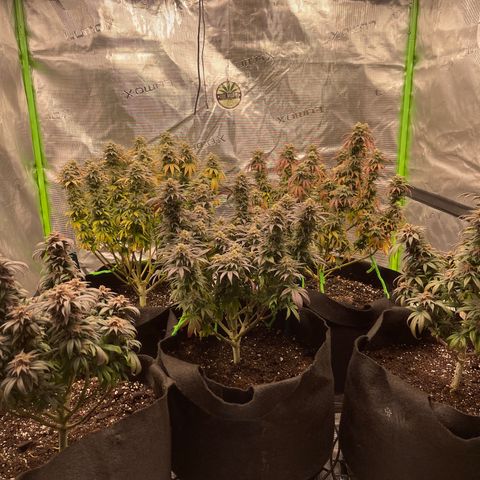 Blue Dream 1 growlog timeline photo