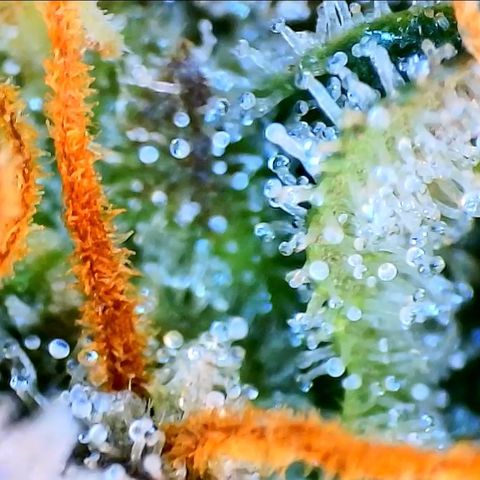 Blue Dream 1 growlog timeline photo