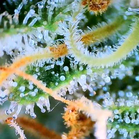 Blue Dream 1 growlog timeline photo